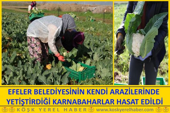 EFELER BELEDİYESİNİN KENDİ ARAZILERİNDE YETİŞTİRDİĞİ KARNABAHARLAR HASAT EDİLDİ