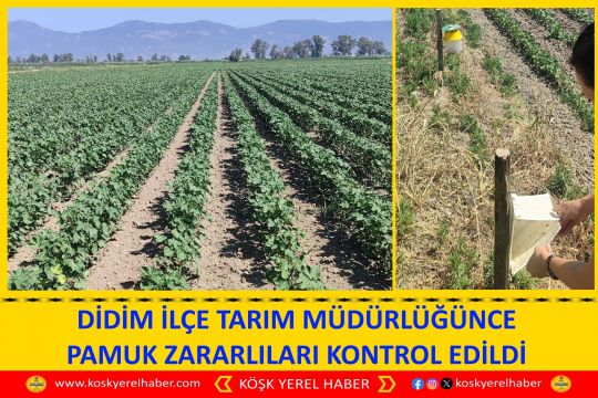 DİDİM İLÇE TARIM MÜDÜRLÜĞÜNCE PAMUK ZARARLILARI KONTROL EDİLDİ 