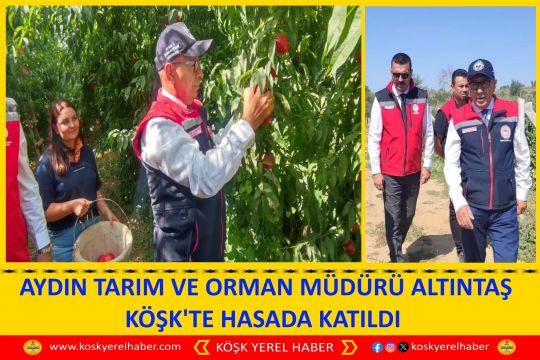 AYDIN TARIM VE ORMAN MÜDÜRÜ ALTINTAŞ KÖŞK'TE HASADA KATILDI 