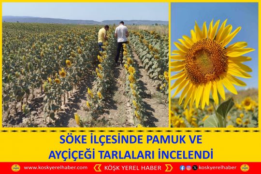 SÖKE İLÇESİNDE PAMUK VE AYÇİÇEĞİ TARLALARI İNCELENDİ