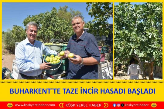 BUHARKENT'TE TAZE İNCİR HASADI BAŞLADI
