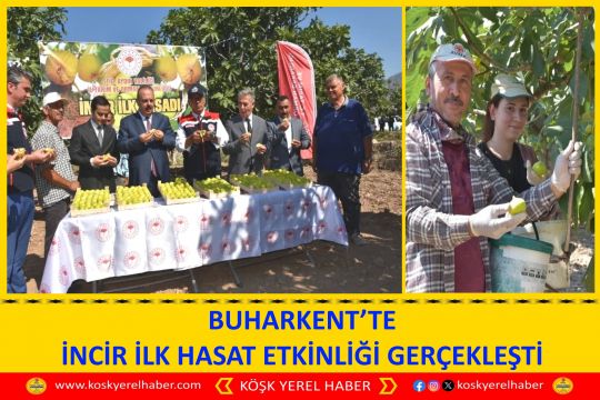 BUHARKENT’TE İNCİR İLK HASAT ETKİNLİĞİ GERÇEKLEŞTİ